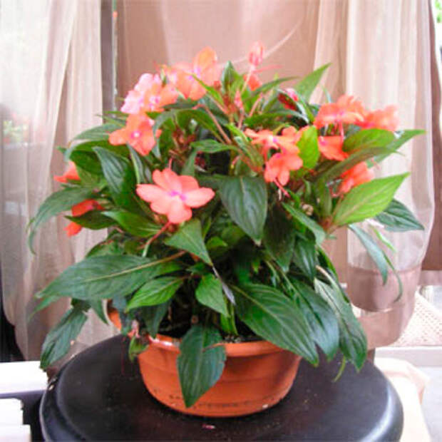 Комнатное растение Бальзамин (Impatiens)