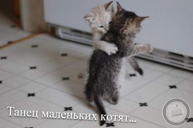 Танец маленьких котят...