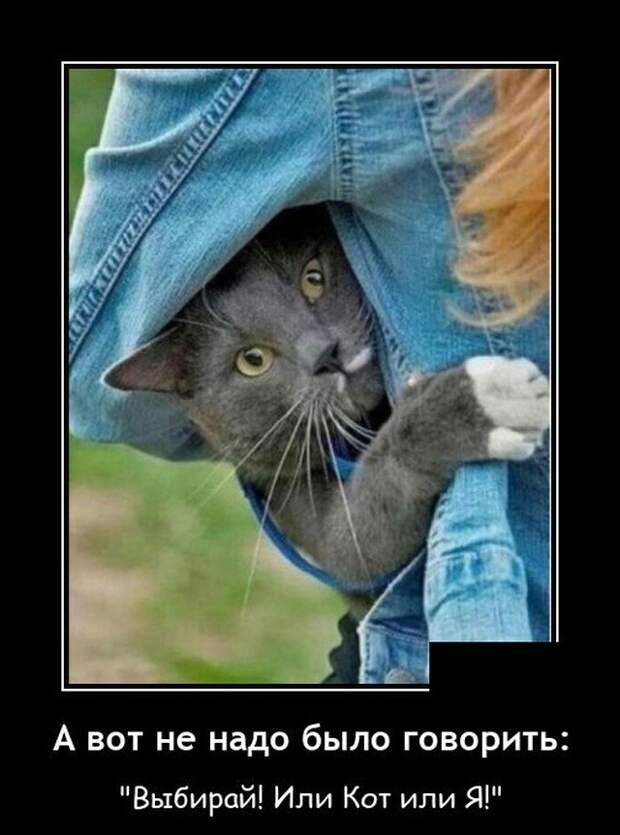 Демотиватор про кота