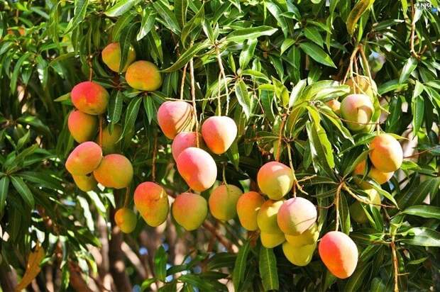 манго полезные свойства и противопоказания