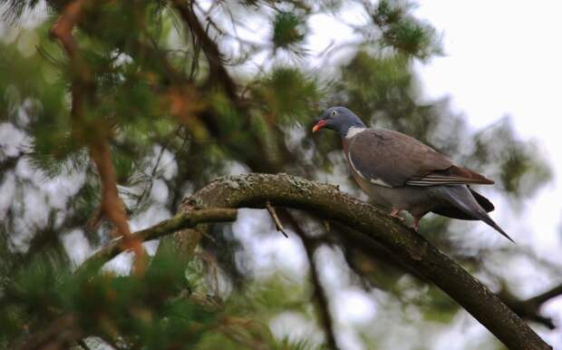Фото предоставлено пресс-службой Мосприроды