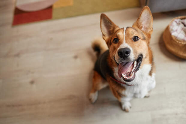 Кинолог Голубев: важно не наделять собак человеческими качествами