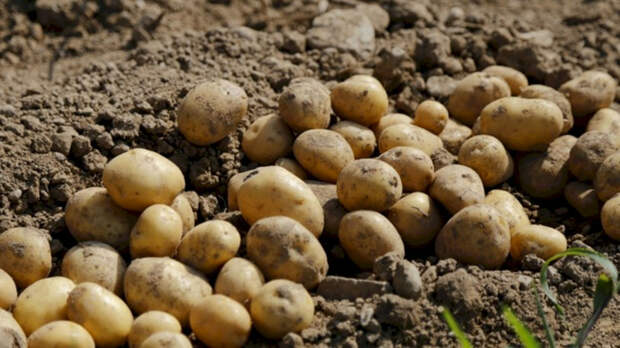 Россиянам объяснили, почему резко взлетели цены на картофель