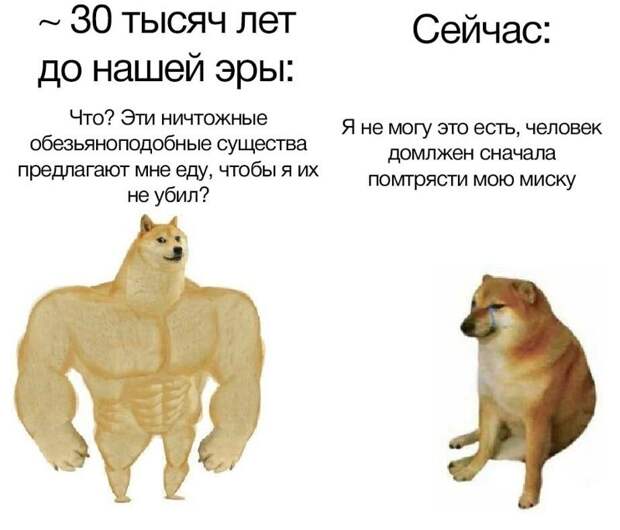 Эмоциональный сиба-ину стал звездой мемов про разницу поколений