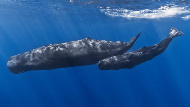 Португалия. Азорские острова. Здесь можно увидеть более 24 представителей китообразных. Для некоторых видов место служит миграционным путём. К примеру, лучшее время за самыми большими из зубатых китов — кашалотами — лето, за синими китами — в конце зимы. (Gabriel Barathieu)