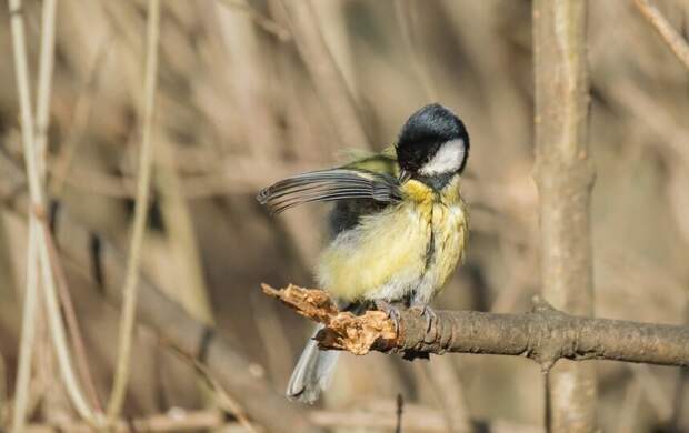 Антициклон принесет в Петербург солнечные выходные