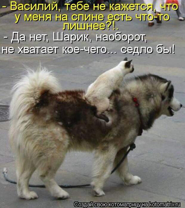 Мысли вслух :) 23 пушистые мыслишки