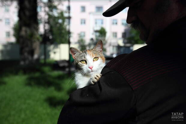 Депутаты Госдумы предложили запретить использование домашних животных в качестве залога
