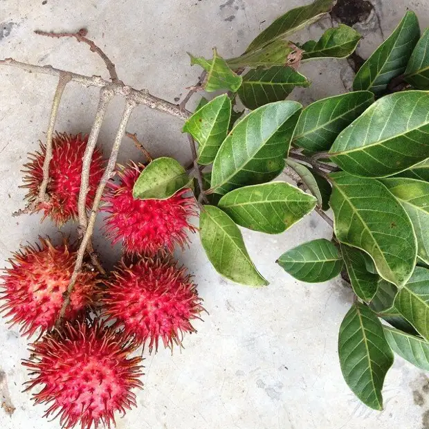 22 фрукта, которых многие никогда не пробовали