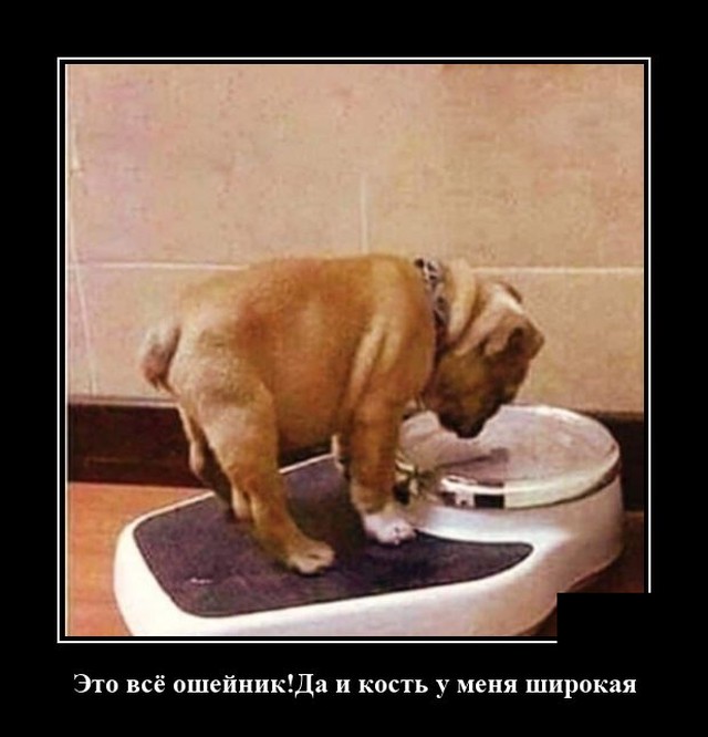 Демотиватор про толстяков