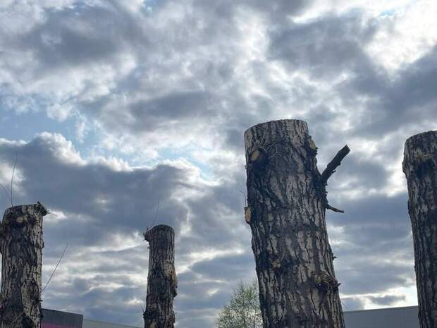 Когда мэрия объявит состав совета по озеленению Читы?