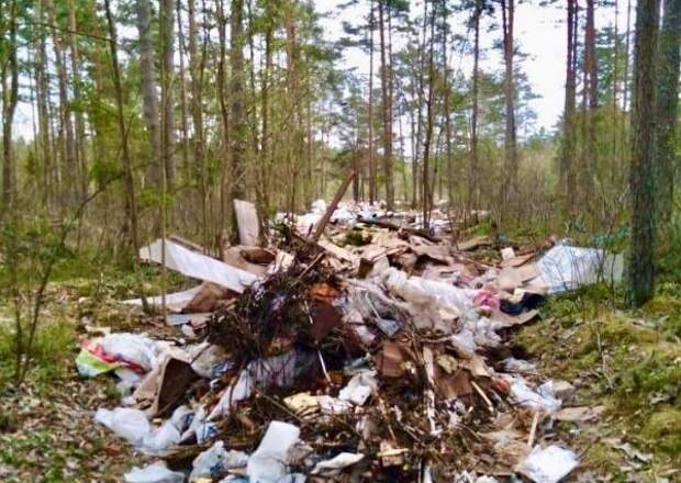 В лесу Псковского района установят видеокамеры из-за складирования строительного мусора