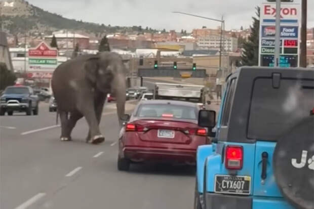 The Sun: в США слон сбежал из цирка и попал на видео