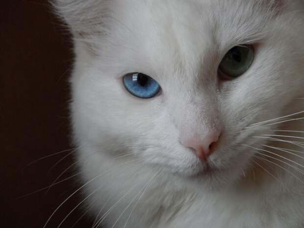 80 животных с красивейшими разноцветными глазами глаза, животные, цвет
