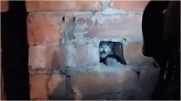 Сами езжайте: кот спрятался в дымоходе, потому что не хотел переезжать в другой дом