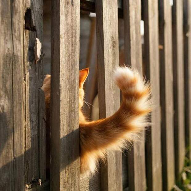 В Татарстане общественный резонанс вокруг уголовного дела о животном спровоцировал волну самосуда