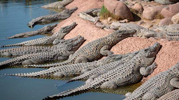 Реку с крокодилами одобрили для проведения соревнований на Олимпиаде-2032