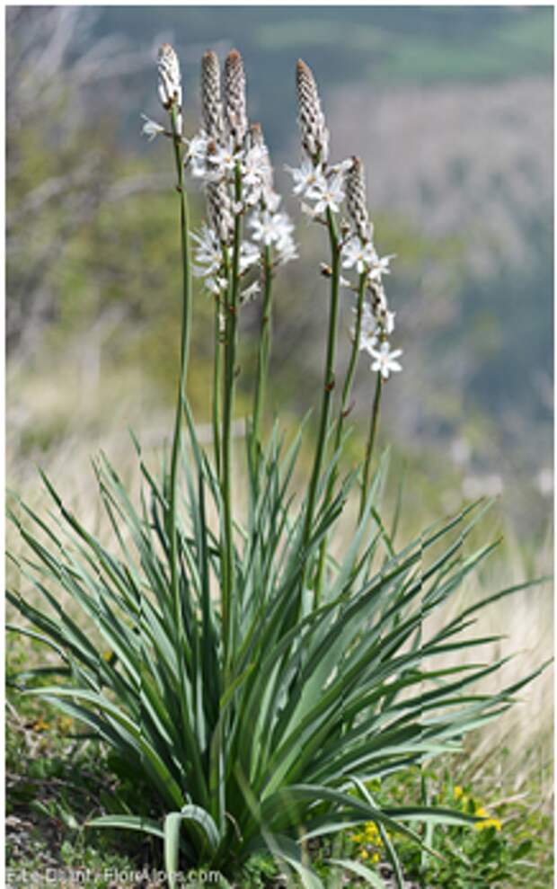Les fleurs emblématiques des Pyrénées