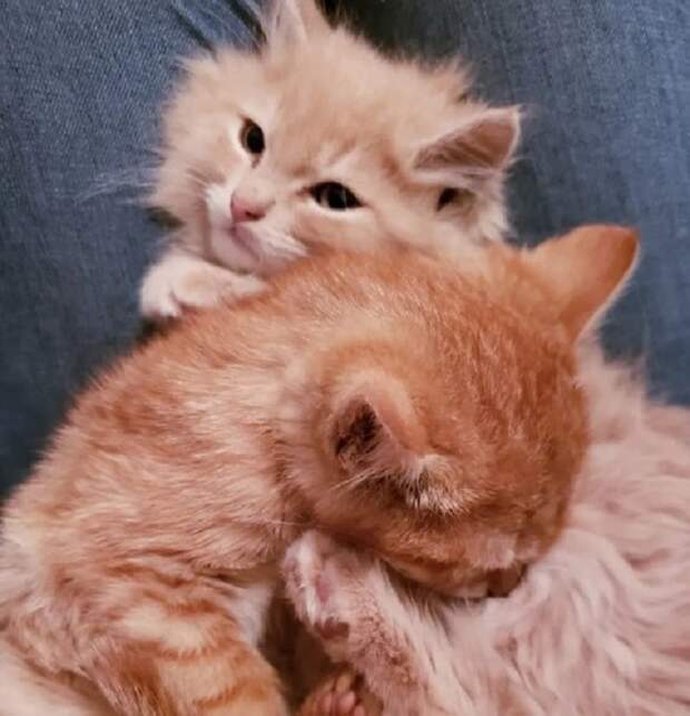 Игривые котята Котята лежат