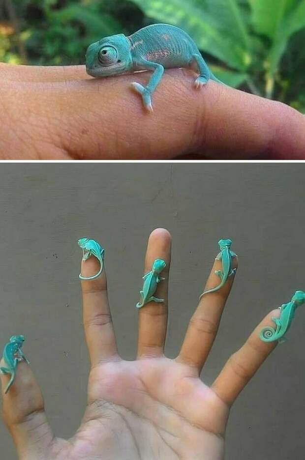 Семейство маленьких хамелеонов на ветке дерева