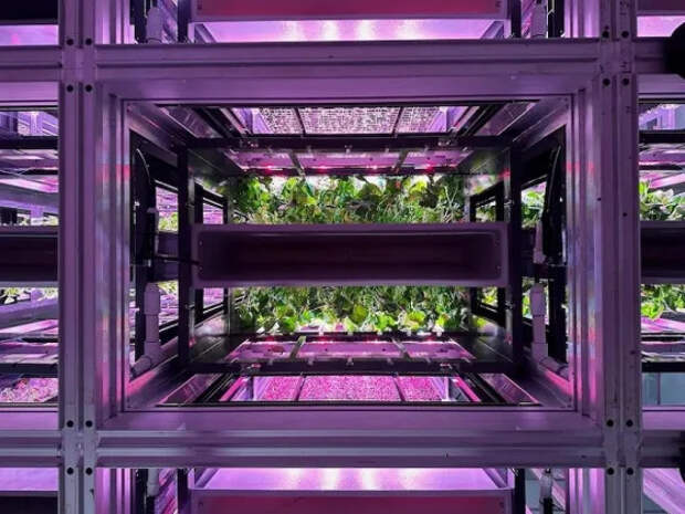 Урожай за 15 дней: автоматизированная система Opollo Farm выращивает свежую зелень в два раза быстрее и ближе к потребителю