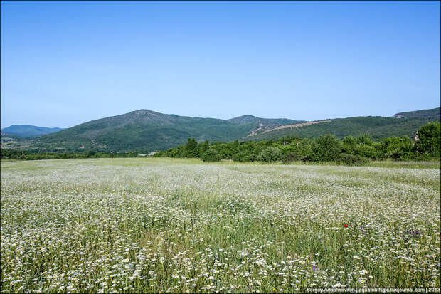 Ромашковые поля в Крыму Ромашковые поля в Крыму