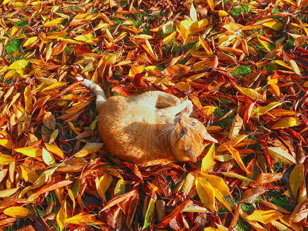 Camouflage-Cats-12 (500x375, 60Kb)