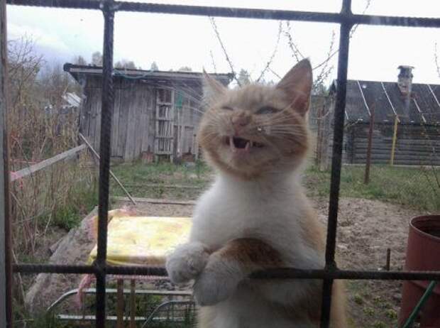 Живут прикольные животные.