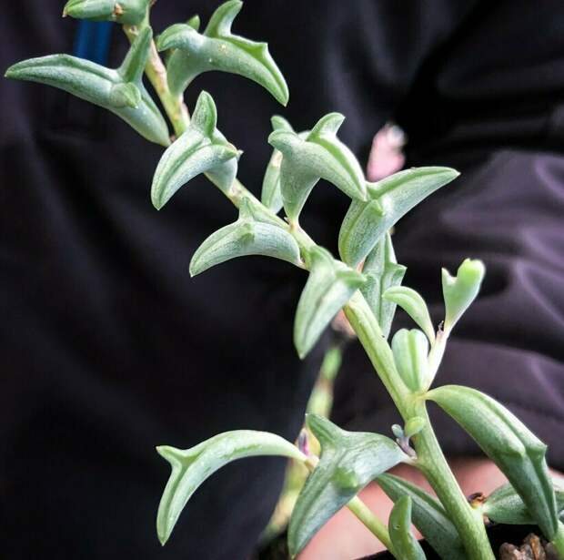 Поразительная парейдолия: 12 фото растений, похожих на что-то другое