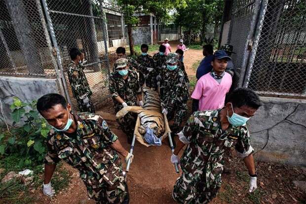 Почему в Таиланде закрыли тигриный монастырь