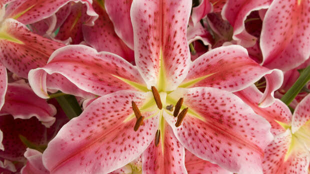 Ветеринар объяснила, какие растения представляют опасность для питомцев