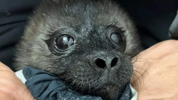 Потерявшую маму новорожденную нерпочку спасли на Ладоге