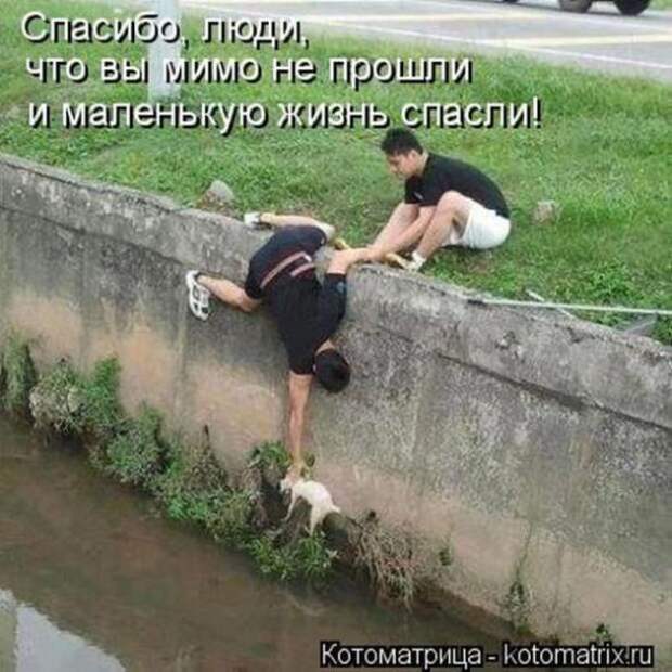 Котоматрицы (картинки с надписями)