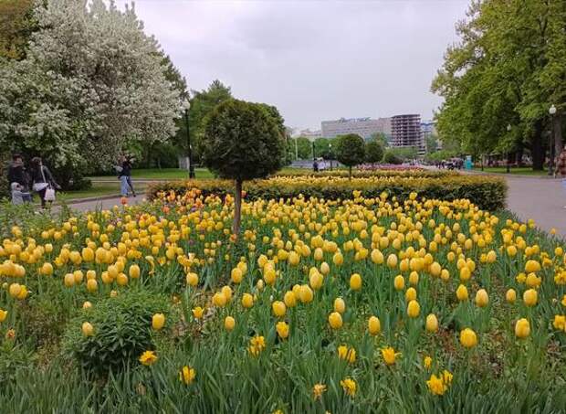 Москвичи и гости столицы наблюдают за цветением тюльпанов самых разных оттенков в Парке Горького