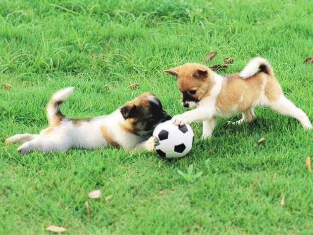 собаки с мячем