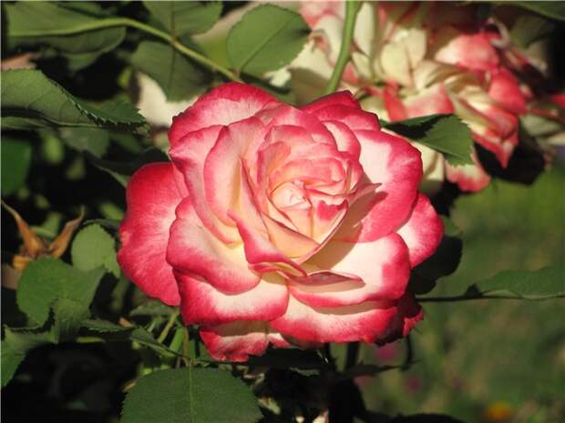 Роза из садов легендарной Альгамбры