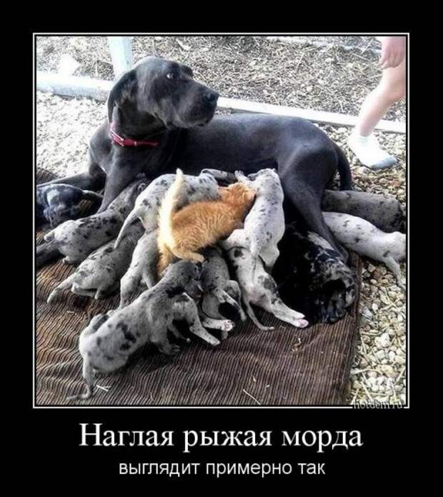 Демотиваторы отличной подборочкой для зарядки позитивом на весь день!