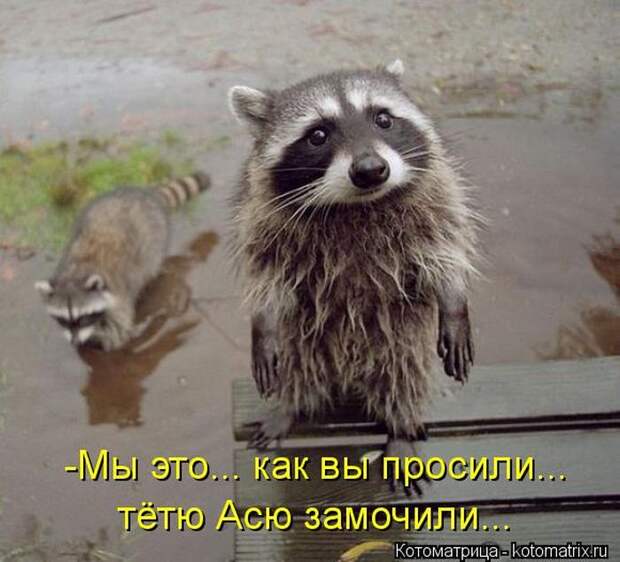 Мысли вслух :) 23 пушистые мыслишки