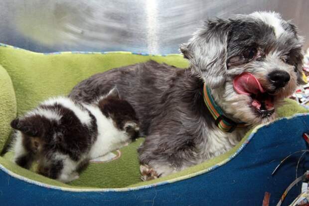 Картинки по запросу фото собака спасла жизнь котенку