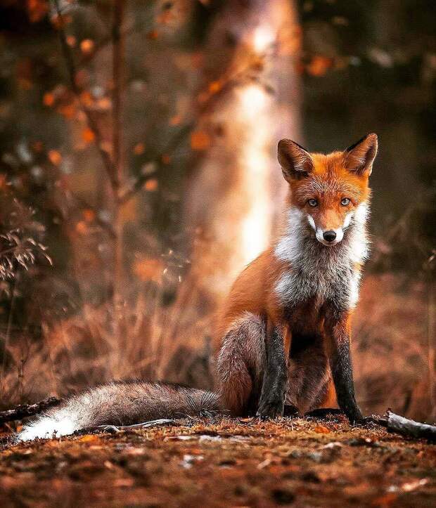 Очаровательная лисица, позирующая перед фотокамерой.