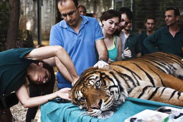 Специалист по альтернативной медицине лечит Педанга, 14-летнего суматранского тигра, страдающего от хронической ушной инфекции в мире, врач, добро, животные, помощь, спасение