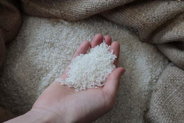 В Крыму стартовала уборка риса