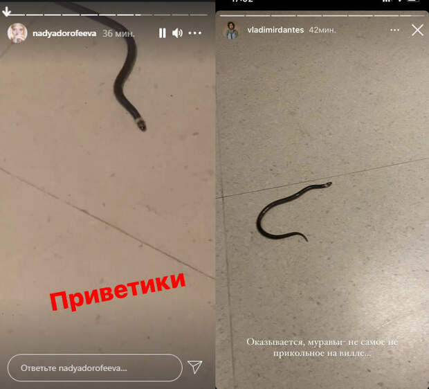 Змея в номере Нади Дорофеевой