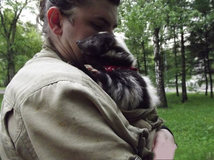 Скунс дома (15 фото)