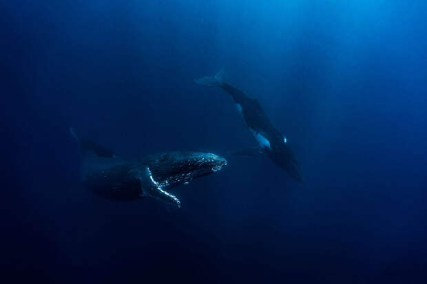 Горбатые киты в Тонге
