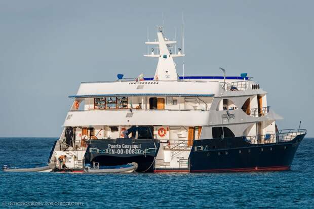 galapagos13 Галапагосы. Остров Санта Фе