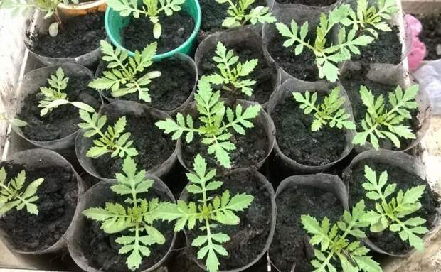 12 культур, которые обязательно нужно посадить в марте на рассаду
