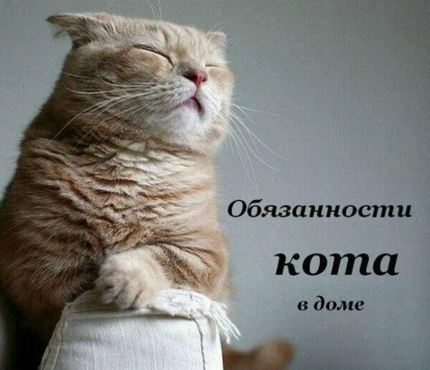 Обязанности кота по дому (9 фото) Обязанности кота по дому (9 фото)