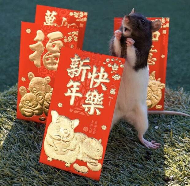 10 фото домашних крыс, которые даже милее кошек и собак