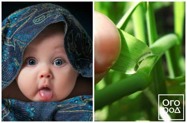 Язычок у малыша и травинки